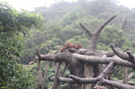 Orangutan in the Jungle This Orangutan looks like he is in the jungle but he isnt!