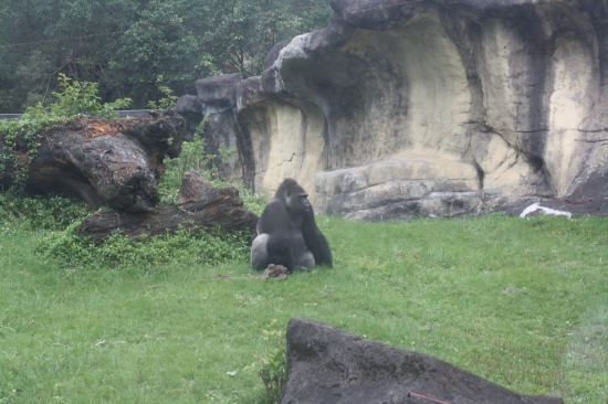The Gorilla Look at him...he loves it!