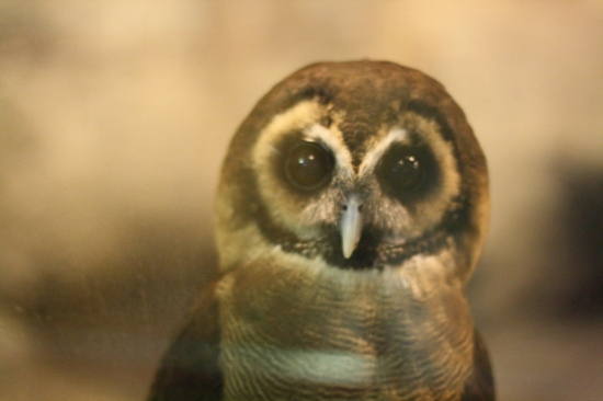 Brown Wood Owl It took about 10 shots on manual focus to get one good one haha