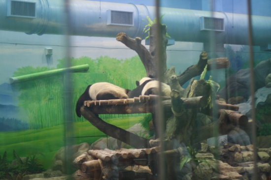 Pandas Rivetting!